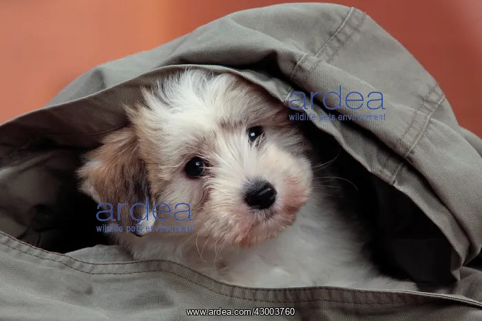 : Dog - Coton de Tulear : Dog - Coton de Tulear