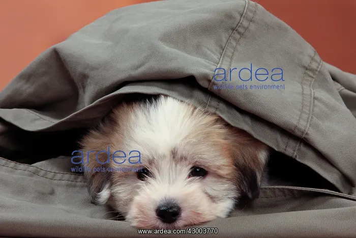 : Dog - Coton de Tulear : Dog - Coton de Tulear
