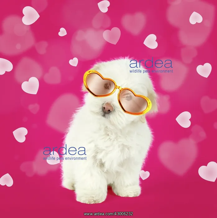 : DOG - Coton de Tulear : DOG - Coton de Tulear