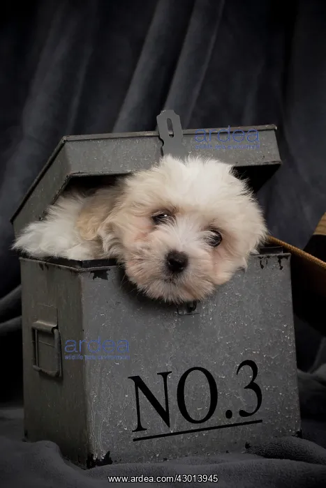 : Dog - Coton de Tulear : Dog - Coton de Tulear