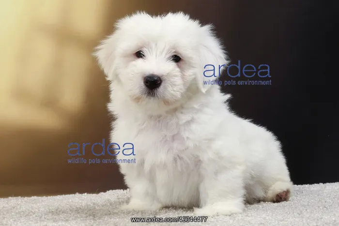  : Dog Coton de Tulear