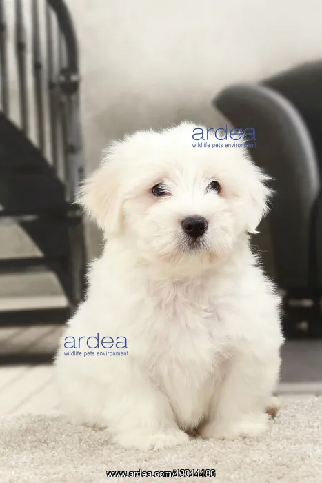  : Dog Coton de Tulear