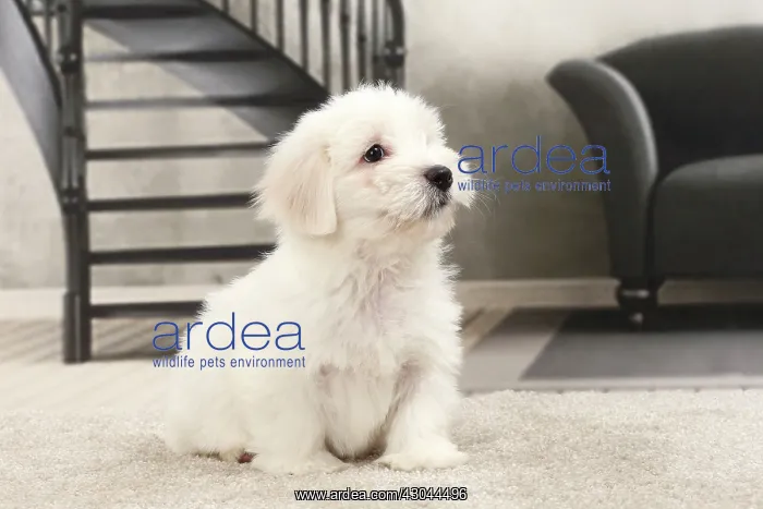  : Dog Coton de Tulear