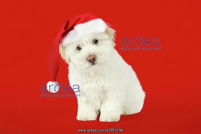 : DOG - Coton de Tulear 8 week old puppy : DOG - Coton de Tulear 8 week old puppy