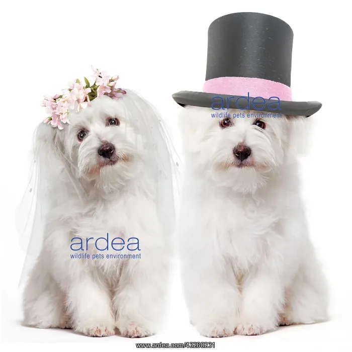 : Dog Coton de Tulear bride and groom wedding : Dog Coton de Tulear bride and groom wedding