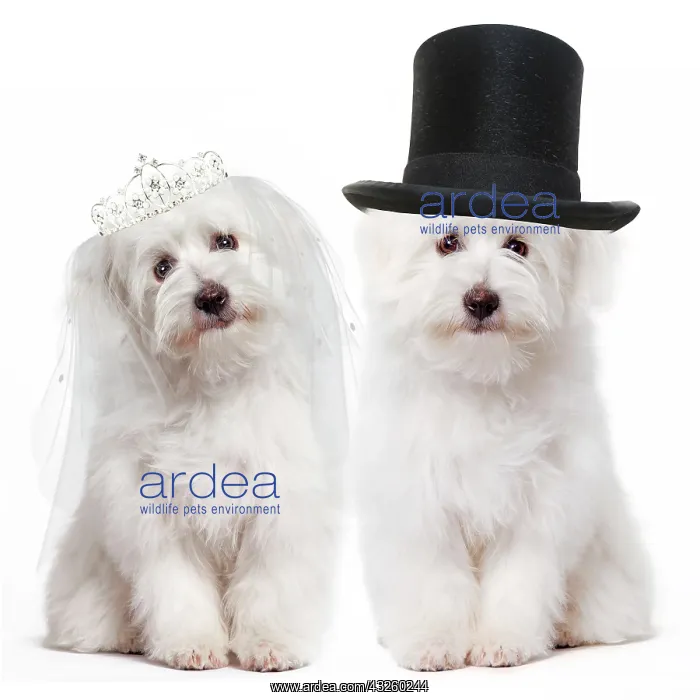 : Dog Coton de Tulear bride and groom wedding : Dog Coton de Tulear bride and groom wedding