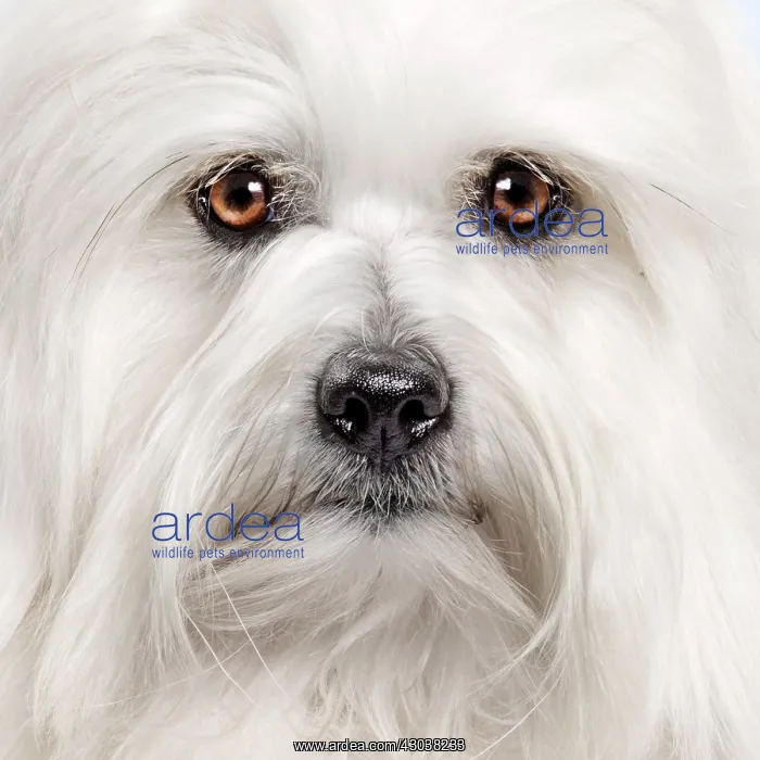  : Dog - Coton de Tulear close up