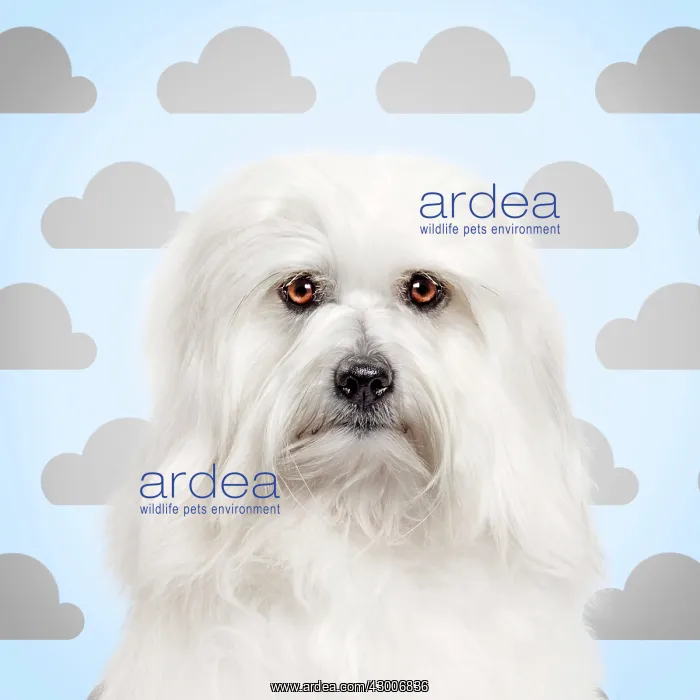 : Dog - Coton de Tulear with cloud background : Dog - Coton de Tulear with cloud background