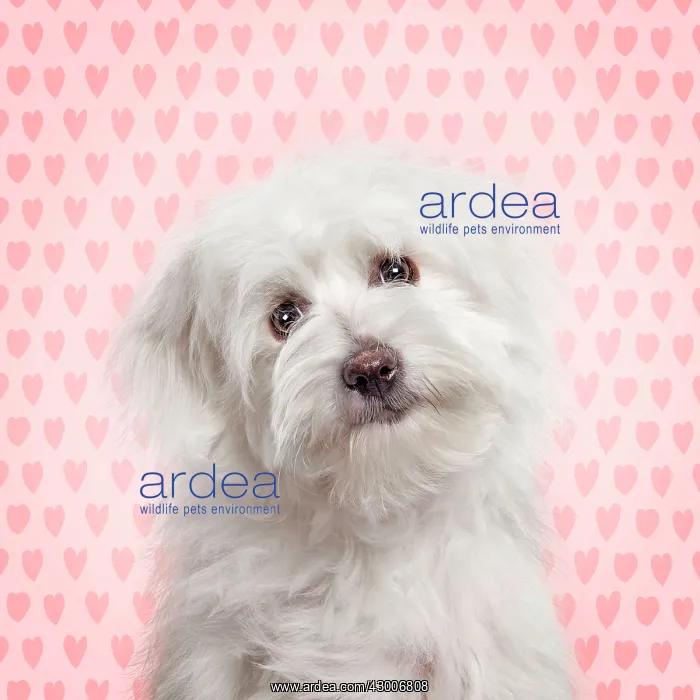 : Dog - Coton de Tulear with hearts : Dog - Coton de Tulear with hearts