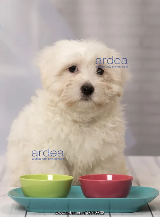  : Dog Coton de Tulear puppy