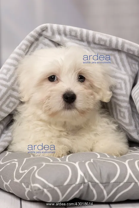  : Dog Coton de Tulear puppy