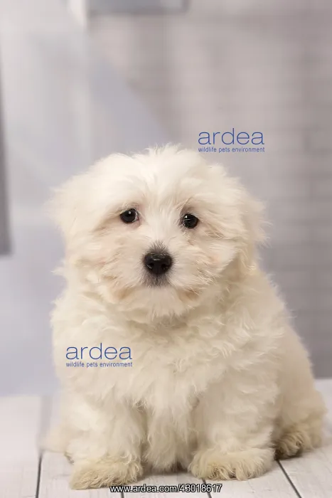  : Dog Coton de Tulear puppy