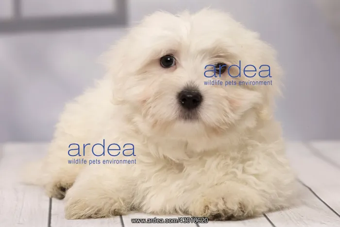  : Dog Coton de Tulear puppy