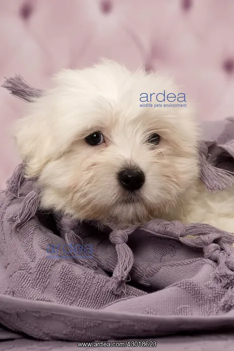  : Dog Coton de Tulear puppy