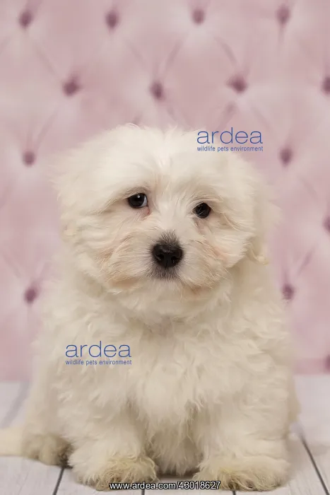  : Dog Coton de Tulear puppy