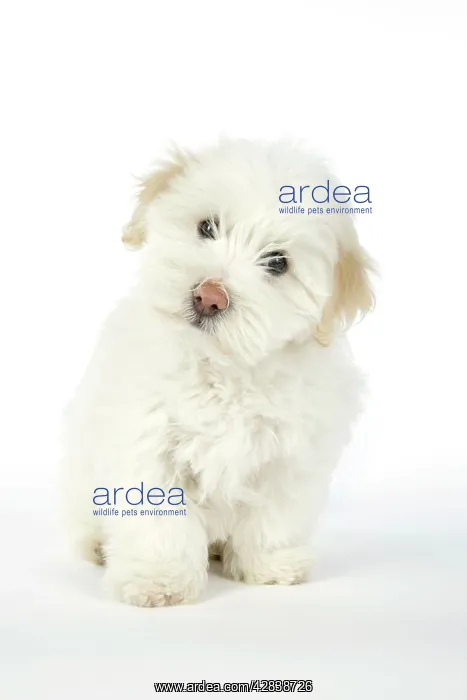 : DOG - Coton de Tulear puppy (8 wks old) : DOG - Coton de Tulear puppy (8 wks old)