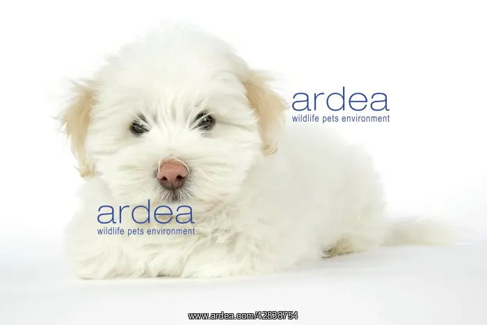 : DOG - Coton de Tulear puppy (8 wks old) : DOG - Coton de Tulear puppy (8 wks old)
