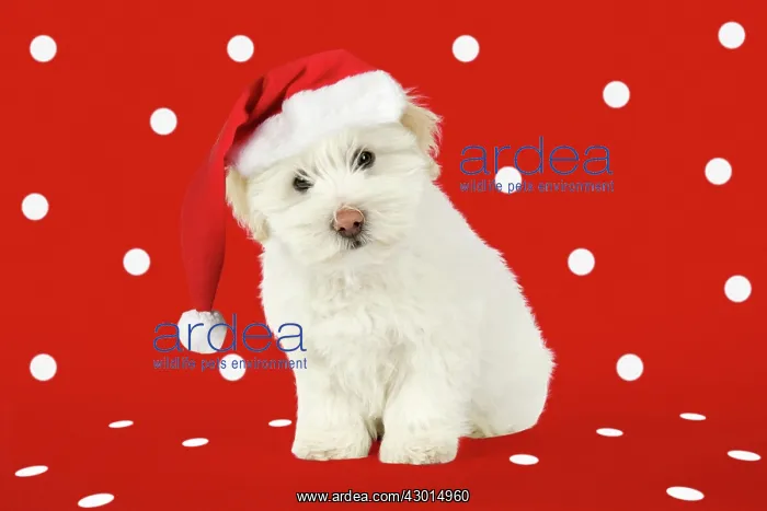 : DOG - Coton de Tulear puppy ( 8 wks old ) : DOG - Coton de Tulear puppy ( 8 wks old )