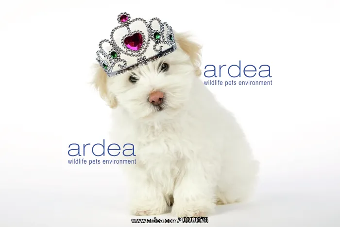 : DOG - Coton de Tulear puppy ( 8 wks old ) : DOG - Coton de Tulear puppy ( 8 wks old )