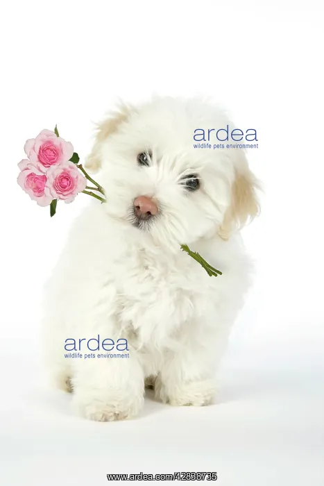 : DOG. Coton de Tulear puppy ( 8 wks old ) holding : DOG. Coton de Tulear puppy ( 8 wks old ) holding