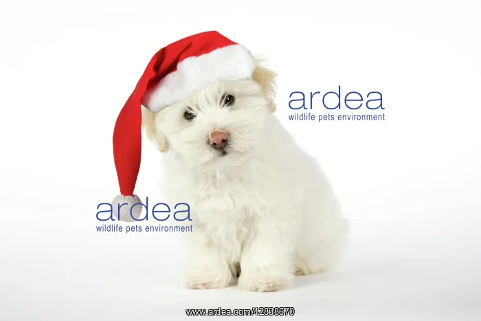 : DOG - Coton de Tulear puppy ( 8 wks old ) wearing : DOG - Coton de Tulear puppy ( 8 wks old ) wearing