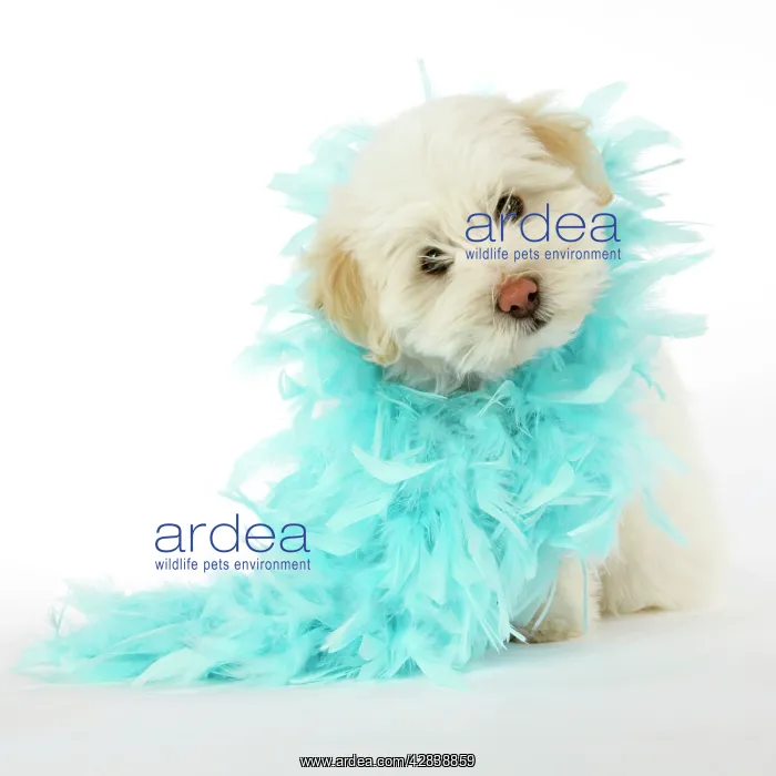 : DOG - Coton de Tulear puppy (8 wks old) wearing : DOG - Coton de Tulear puppy (8 wks old) wearing