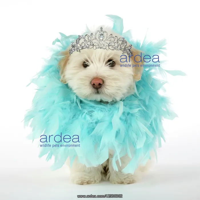 : DOG. Coton de Tulear puppy ( 8 wks old ) wearing : DOG. Coton de Tulear puppy ( 8 wks old ) wearing