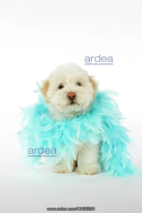 : DOG - Coton de Tulear puppy (8 wks old) wearing : DOG - Coton de Tulear puppy (8 wks old) wearing