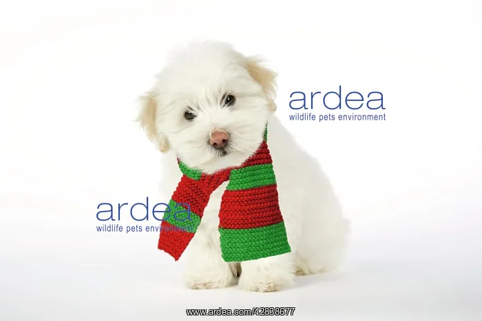 : DOG - Coton de Tulear puppy ( 8 wks old ) wearing scarf : DOG - Coton de Tulear puppy ( 8 wks old ) wearing scarf