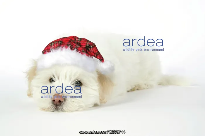 : DOG - Coton de Tulear puppy (8 wks old) wearing tartan cap : DOG - Coton de Tulear puppy (8 wks old) wearing tartan cap