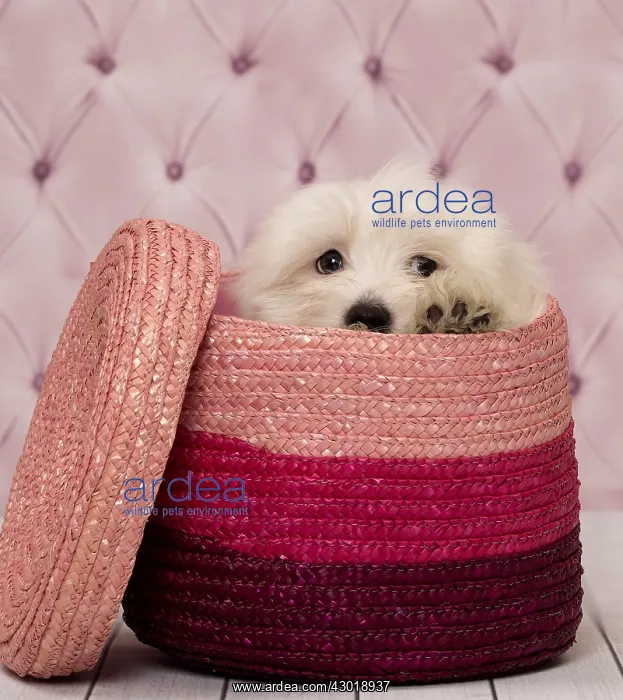  : Dog Coton de Tulear puppy in basket