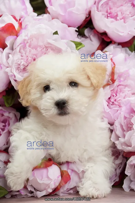  : Dog - Coton de Tulear puppy - in amongst flowers