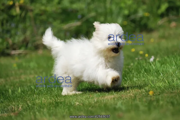 : Dog - Coton de Tulear - running in the garden : Dog - Coton de Tulear - running in the garden