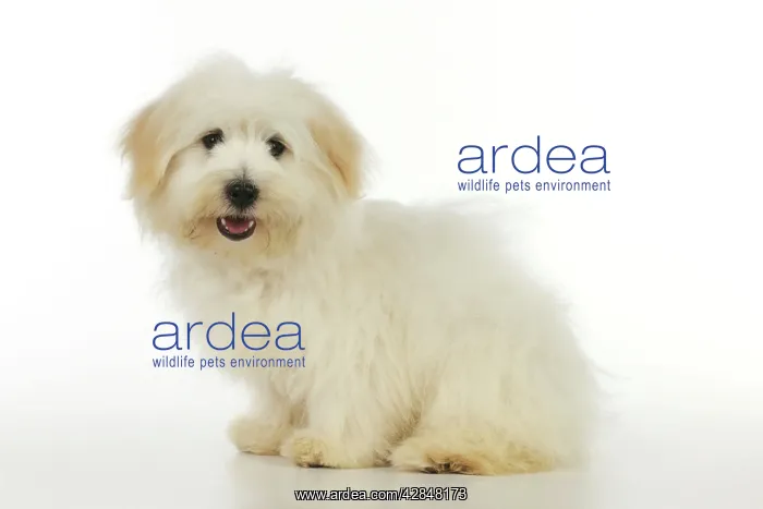 : Dog - Coton de Tulear - sitting down : Dog - Coton de Tulear - sitting down