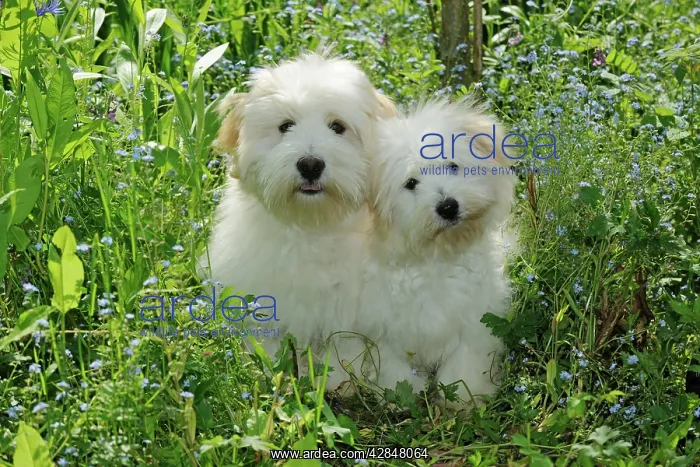 : Dog - Coton de Tulear - two sitting together in garden : Dog - Coton de Tulear - two sitting together in garden