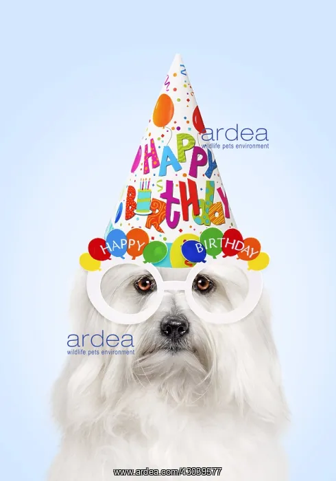 : Dog - Coton de Tulear wearing Happy Birthday party : Dog - Coton de Tulear wearing Happy Birthday party
