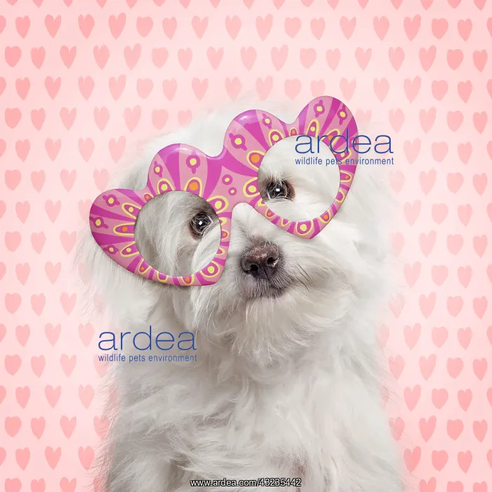 : Dog - Coton de Tulear wearing heart-shaped glasses : Dog - Coton de Tulear wearing heart-shaped glasses