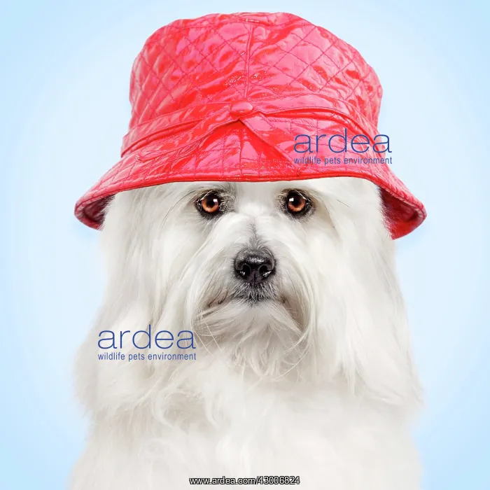 : Dog - Coton de Tulear wearing red hat : Dog - Coton de Tulear wearing red hat