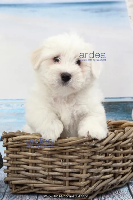  : Dog Coton de Tulear in wicker basket