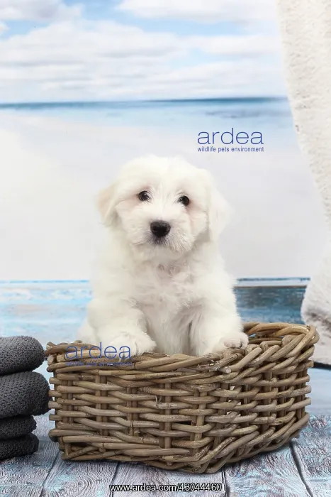  : Dog Coton de Tulear in wicker basket
