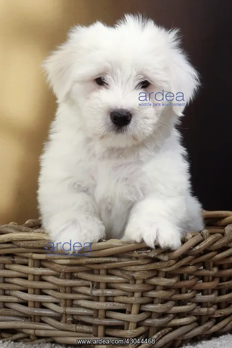  : Dog Coton de Tulear in wicker basket