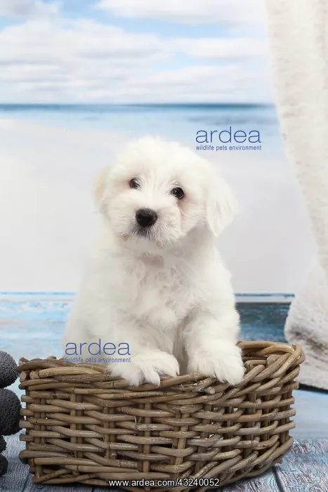  : Dog Coton de Tulear in wicker basket