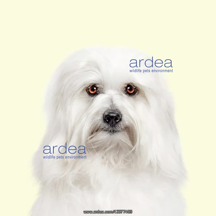 : Dog - Coton de Tulear against yellow background : Dog - Coton de Tulear against yellow background