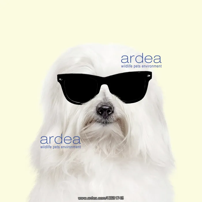: Dog - Coton de Tulear against yellow background : Dog - Coton de Tulear against yellow background