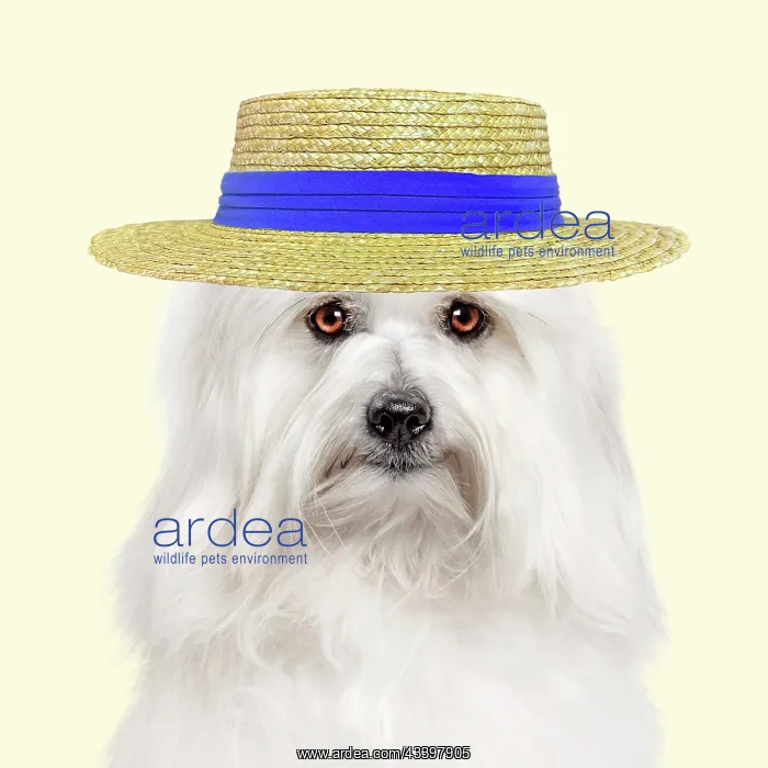 : Dog - Coton de Tulear against yellow background : Dog - Coton de Tulear against yellow background