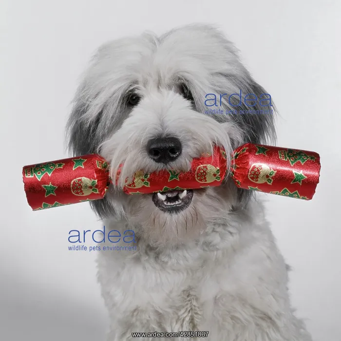 : Dog - with cracker : Dog - with cracker