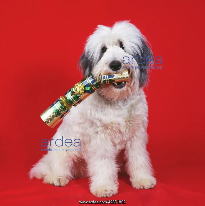 : DOG - WITH CRACKER IN MOUTH : DOG - WITH CRACKER IN MOUTH