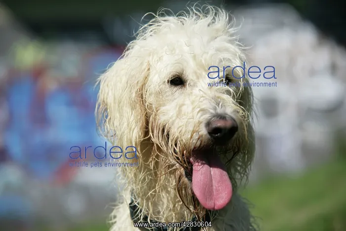 : Dog - Cream labradoodle : Dog - Cream labradoodle