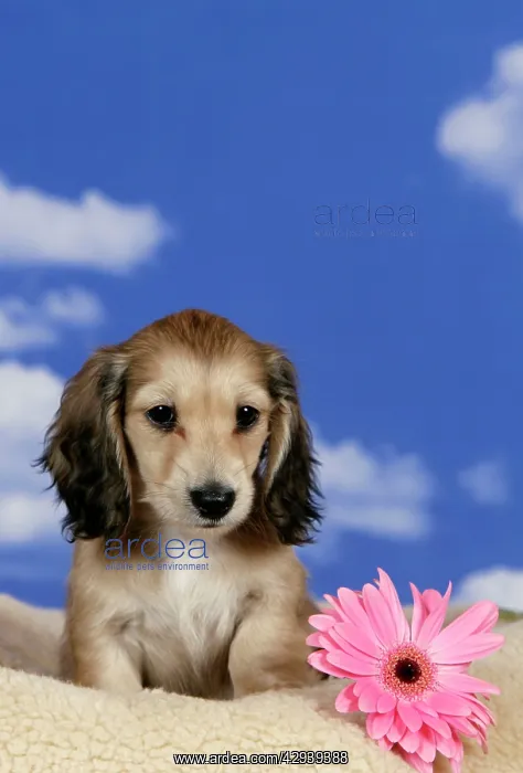 : Dog - Cream Longhaired Dachshund puppy : Dog - Cream Longhaired Dachshund puppy
