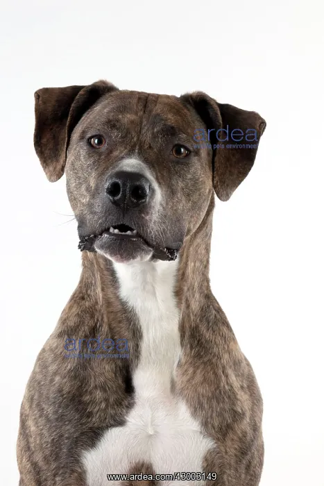  : Dog - cross breed